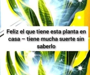 Si tienes esta planta en tu casa, tienes un tesoro y no lo sabias