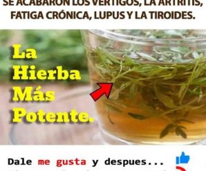 LA HIERBA MÁS POTENTE QUE DESTRUYE PARÁSITOS, INFECCIONES DEL TRACTO URINARIO Y DE LA VEJIGA, DOLORES ARTICULARES, HERPES Y ARTRITIS