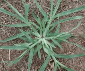 ESTA PLANTA ABUNDA EN LAS MAYORÍA DE PATIOS Y NOSOTROS CORTÁNDOLO SIN SABER QUE TIENE PROPIEDADES CAPAZ DE TRATAR MÁS DE 10 ENFERMEDADES.