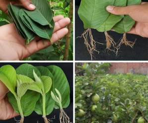 ANTHURIUM, UN SOLO SOBRE CADA MES SERÁ SUFICIENTE PARA EXPLOTAR MUCHAS FLORES