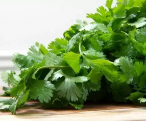 CÓMO CULTIVAR CILANTRO EN ACUAPONÍA: UNA GUÍA COMPLETA