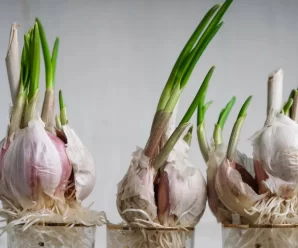 Cultivar Ajo en Casa en Botellas de Plástico: Desde el Agua hasta una Cosecha Abundante