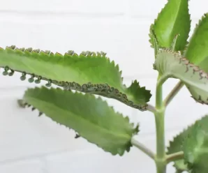 Planta Kalanchoe: Un milagro de la naturaleza