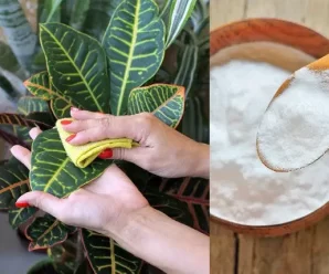 POTENCIA EL CRECIMIENTO DE TUS PLANTAS CON BICARBONATO: ¡UNA SOLUCIÓN NATURAL Y EFICAZ!