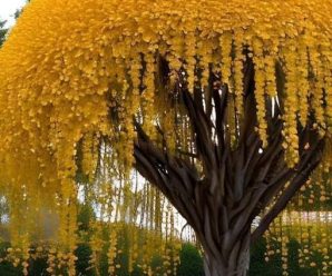 Descubre las Asombrosas Propiedades del Árbol Cassia Fistula: Un Tesoro Natural desde la India hasta el Sudeste Asiático