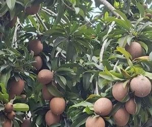 Descubre los Sorprendentes Beneficios del Chicozapote para tu Salud