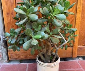 MUCHOS CULTIVAN «EL ÁRBOL DEL DINERO» EN CASA. PERO ESTO ES LO QUE POCOS SABEN SOBRE ESTA PLANTA