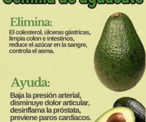 CIENTÍFICOS DESCUBREN EL PODER ANTIINFLAMATORIO DE LA SEMILLA DE AGUACATE