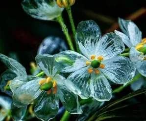 Revelando el Misterio: Diphylleia grayi, la “Flor Esqueleto” que se Vuelve Transparente con la Lluvia