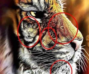 Tienes un talento especial si puedes encontrar 4 tigres escondidos en la imagen en 9 segundos