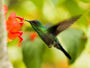 ¿Te ha visitado un colibrí? Significa que el alma de un ser amado te visitó