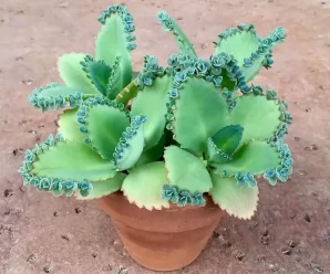 DESCUBRE LOS BENEFICIOS ASOMBROSOS DEL KALANCHOE: LA PLANTA MILAGROSA DE LA NATURALEZA