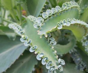 Descubre los Beneficios Asombrosos del Kalanchoe: La Planta Milagrosa de la Naturaleza