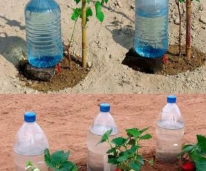 APRENDE A REGAR LAS PLANTAS CON ESTOS MATERIALES RECICLADOS