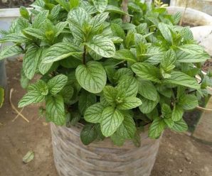 CÓMO CULTIVAR MENTA EN CASA Y EN EL JARDÍN Y TENERLA SIEMPRE HERMOSA