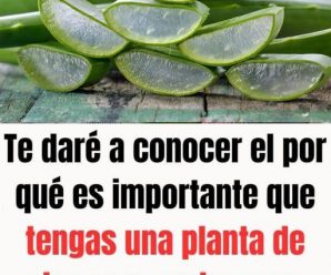 CÓMO HACER GEL DE ALOE VERA CASERO Y CUÁLES SON SUS APLICACIONES