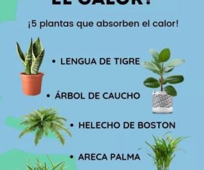 SI TIENES ESTA PLANTE POSEES UN VERDADERO TESORO