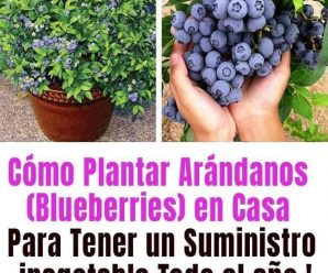 CÓMO CULTIVAR ARÁNDANOS EN CASA DE UNA MANERA FÁCIL