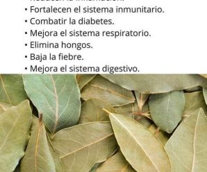 Hoja de Laurel. elimina ronquidos, jaquecas y más