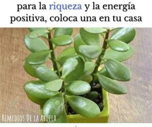 Plantas para alejar las malas vibras y traer buenas energías al hogar