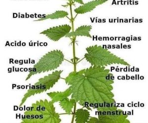 EL TÉ PARA PERMANECER SIEMPRE JOVEN PORQUE REGENERA Y NUTRE LAS CÉLULAS DE PIES A CABEZA