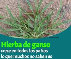 Si tienes una de estas plantas en casa entonces cuídala porque tienes un tesoro.