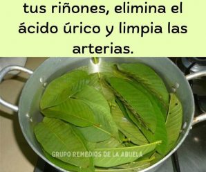 HOJA PARA PRODUCIR INSULINA, LIMPIAR LOS RIÑONES, ELIMINAR ÁCIDO ÚRICO Y REGULAR LA PRESIÓN ARTERIAL