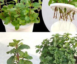 Plantas para alejar las malas vibras y traer buenas energías al hogar