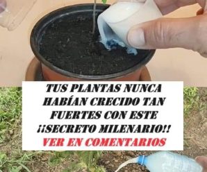 POTENCIA EL CRECIMIENTO DE TUS PLANTAS CON BICARBONATO: ¡UNA SOLUCIÓN NATURAL Y EFICAZ!