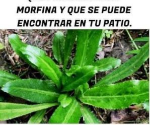 El analgésico natural que funciona como la morfina que se puede encontrar en su patio trasero.