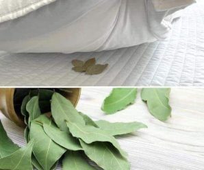 BENEFICIOS DE PONER UNA HOJA DE LAUREL BAJO LA ALMOHADA