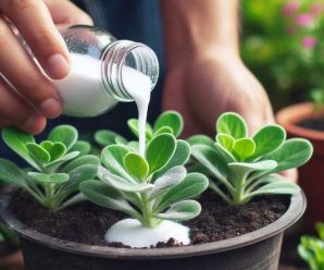 ACELERA EL CRECIMIENTO DE TUS PLANTAS CON ESTE SENCILLO INGREDIENTE