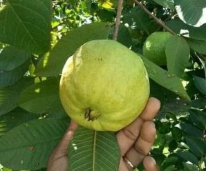 Usa la Guayaba y sus hojas para combatir la diabetes, sanar la colitis, el asma, la gota, el catarro y mucho más