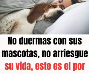 NO DUERMAS CON TUS MASCOTAS, NO ARRIESGUES TU VIDA, ESTE ES EL POR QUÉ