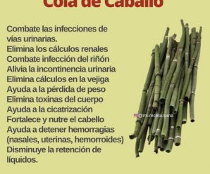 TESOROS NATURALES: LOS BENEFICIOS Y USOS DE LA HIERBA COLA DE CABALLO