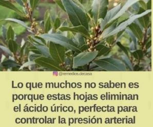 Lo que muchos no saben es porque estas hojas eliminan el ácido úrico, perfecta para controlar la presión arterial y para limpiar los riñones. 😱Estamos BORRANDO a miembros del grupo inactivos, di hola si estas activo.