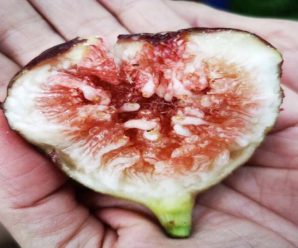 Tienes que ver este vídeo antes de comer higos te quedaras sorprendido todo lo que hace a tu cuerpo