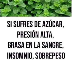 La hoja de laurel: una bendición de dios, combate insomnio, azúcar, presión alta y grasa en la sangre si la prepara de esta manera.