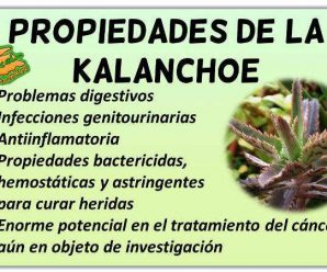 Kalanchoe: La planta que ayuda a combatir el cáncer