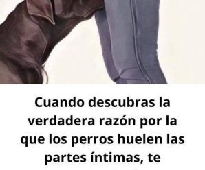 Cuando descubras la verdadera razón por la que los perros huelen las partes íntimas, te sorprenderás