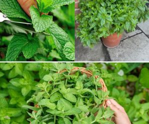 Cómo Cultivar Menta Fresca en Casa: Una Guía Paso a Paso