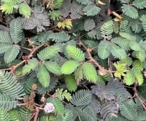 “Mimosa Pudica: La Planta Sensitiva con Propiedades Curativas Sorprendentes”