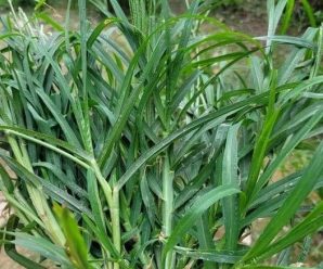 Goosegrass: La Planta que Crece en tu Jardín y Puede Mejorar tu Salud con Estos 15 Usos