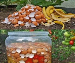 Esta combinación aporta vitaminas y minerales esenciales, promoviendo un crecimiento fuerte y saludable en jardines