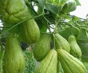 para que sirve el jugo de chayote limpia tus rinones