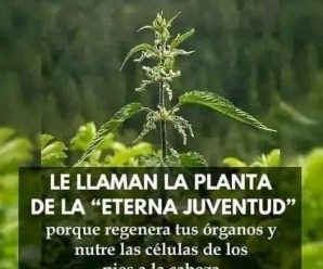 la llaman la planta de la eterna juventud