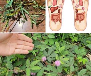 El poder curativo de la Mimosa Pudica: 10 beneficios