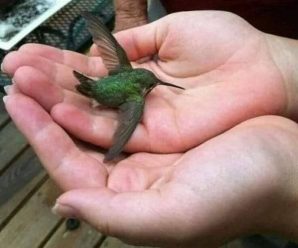 lo que significa que un colibri te visite – este mensaje es para ti