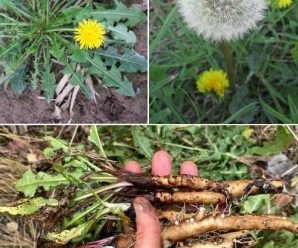 Por qué las raíces del diente de león son la parte más importante de la planta