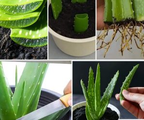 Cómo propagar aloe vera: multiplicación y plantación de su suculenta